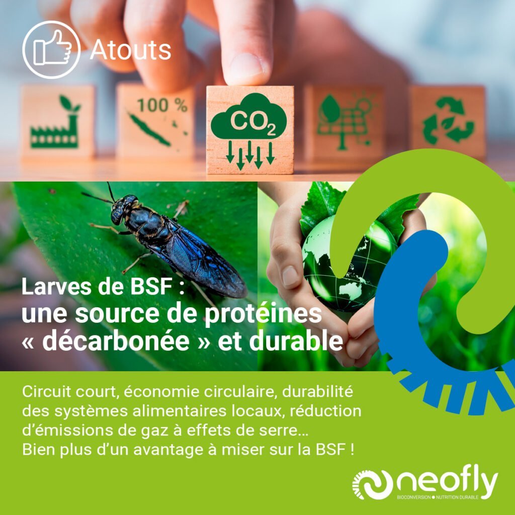 NEOFLY